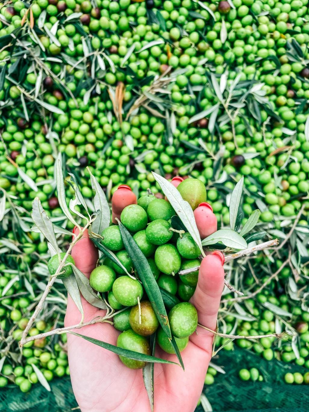 Zážitkový exluzívny pobyt na Sicílií ….oberačka olív 🫒☀️🩵